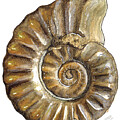 Ammonite Watercolour
