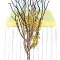 Autumn Tree